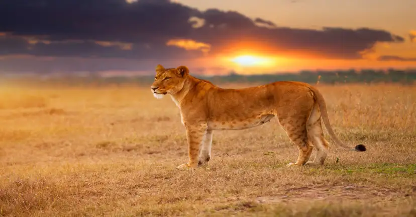 Ngorongoro Conservation Area