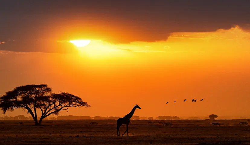 3-Day Classic Serengeti Wildlife Safari 8