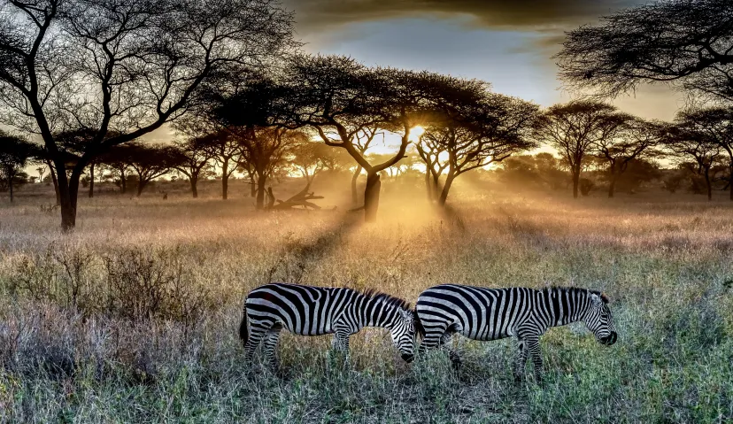 3-Day Classic Serengeti Wildlife Safari 4
