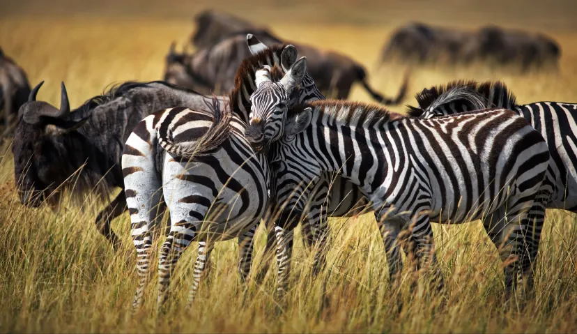 3-Day Classic Serengeti Wildlife Safari 6