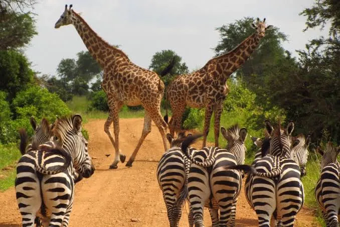 10 Days Tanzania Safari and Zanzibar 1