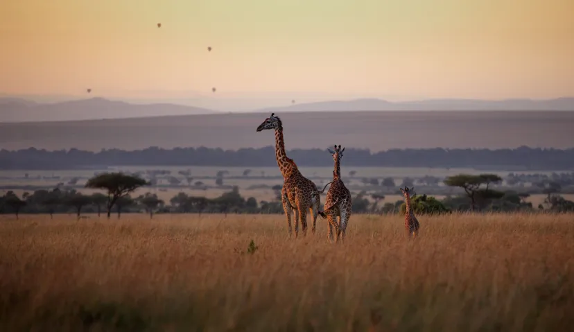 3-Day Classic Serengeti Wildlife Safari 5