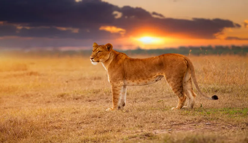 3-Day Classic Serengeti Wildlife Safari 7