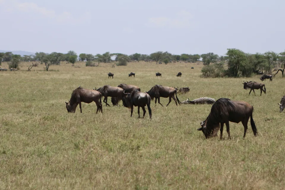 15-Day Great Migration Safari in Tanzania 2