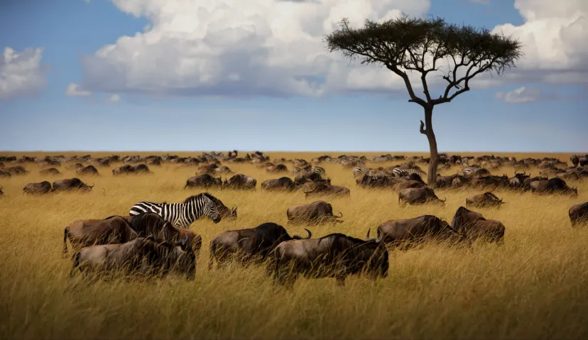 3-Day Classic Serengeti Wildlife Safari 9