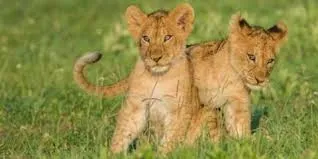 10 Days Tanzania Safari and Zanzibar 3