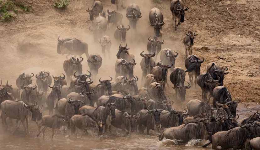 3-Day Classic Serengeti Wildlife Safari 10