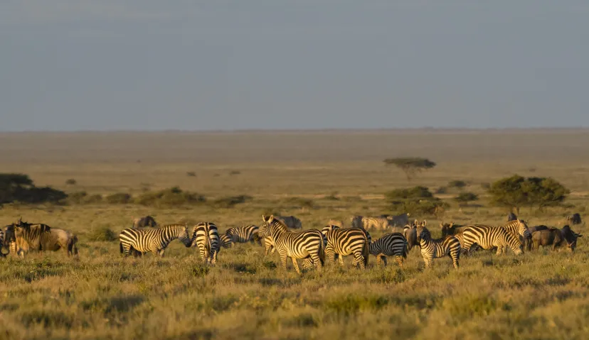 3-Day Classic Serengeti Wildlife Safari 11