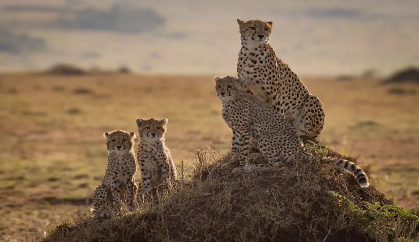 3-Day Classic Serengeti Wildlife Safari