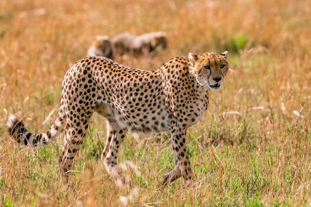 Affordable Tanzania safari packages
